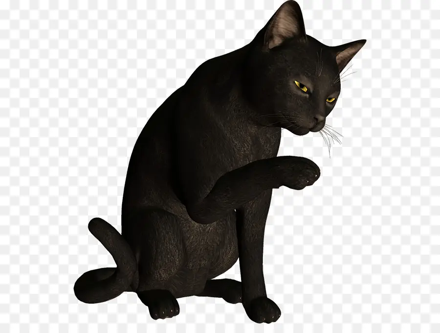 Kara Kedi，Evcil Hayvan PNG