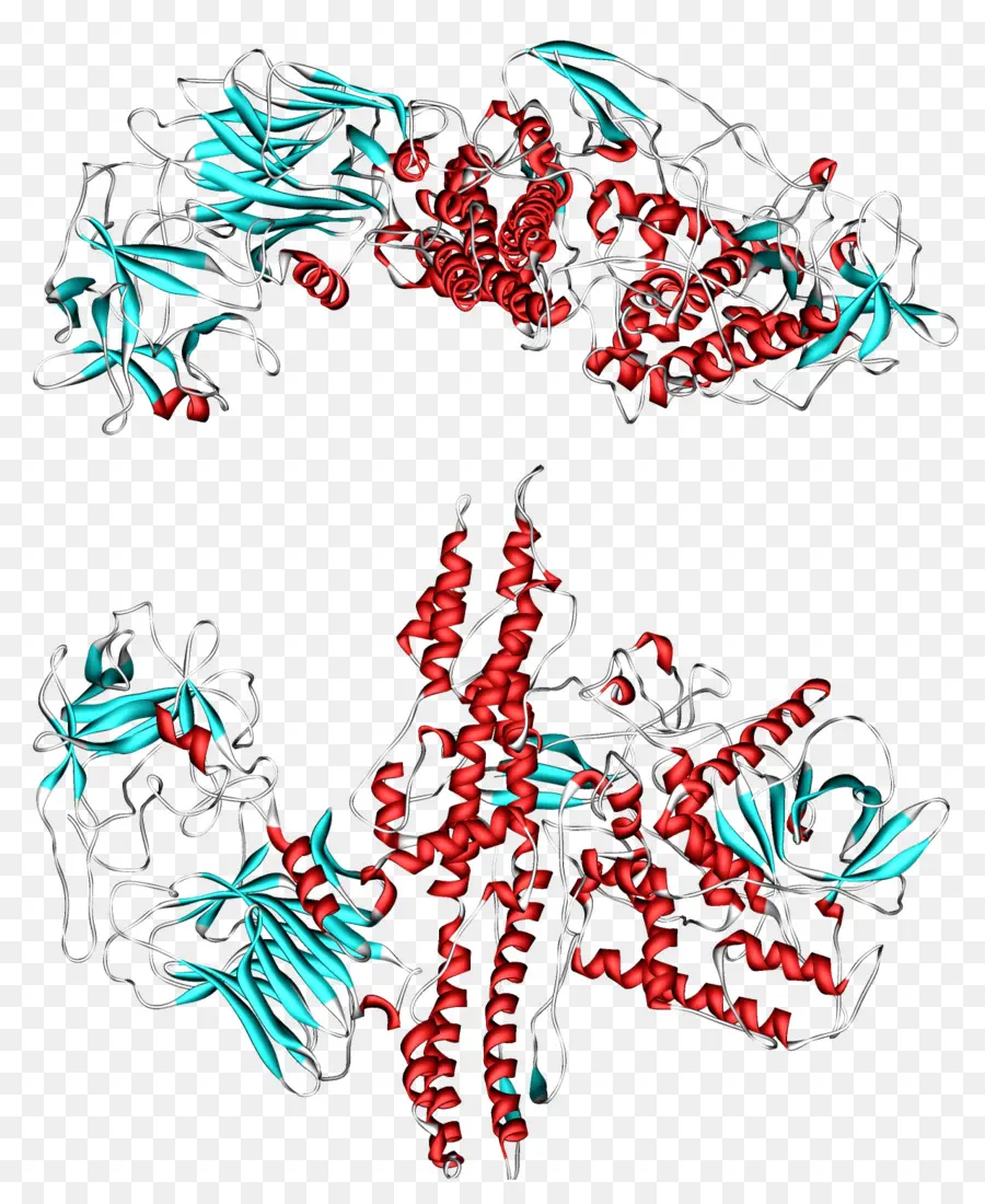 Protein Yapısı，Molekül PNG