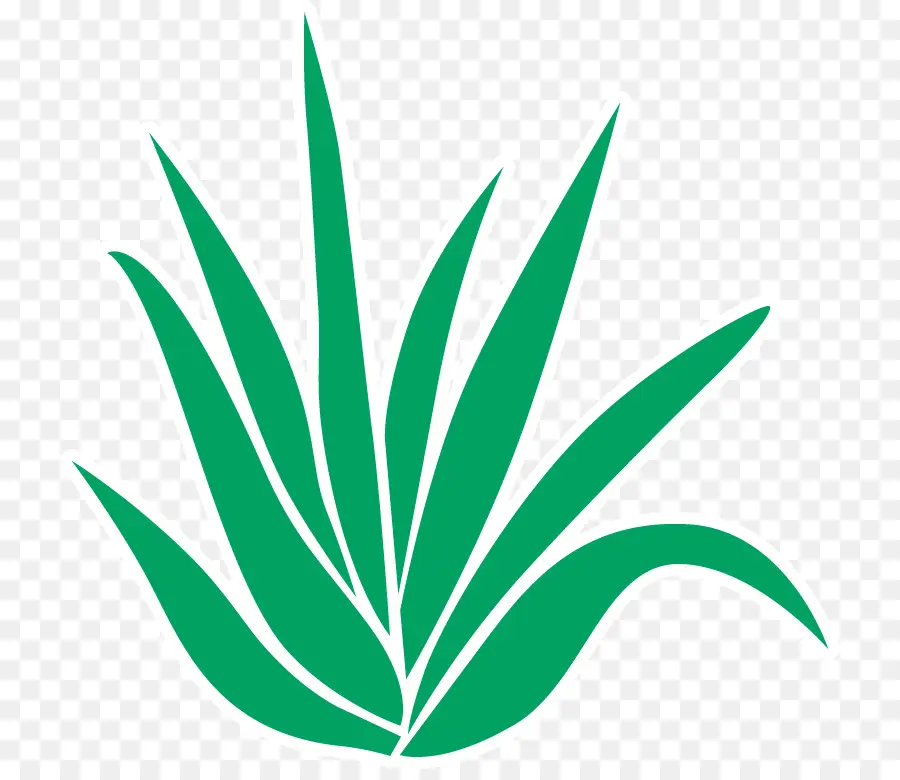 Aloe Vera，Ağrı PNG