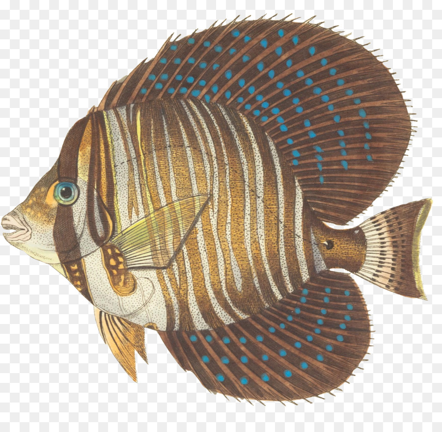 Sailfin Tang，Kızıl Deniz Yelkenli Tang PNG