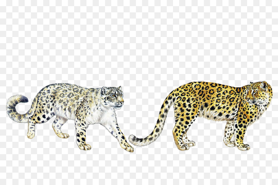 Leoparlar，Leopar PNG