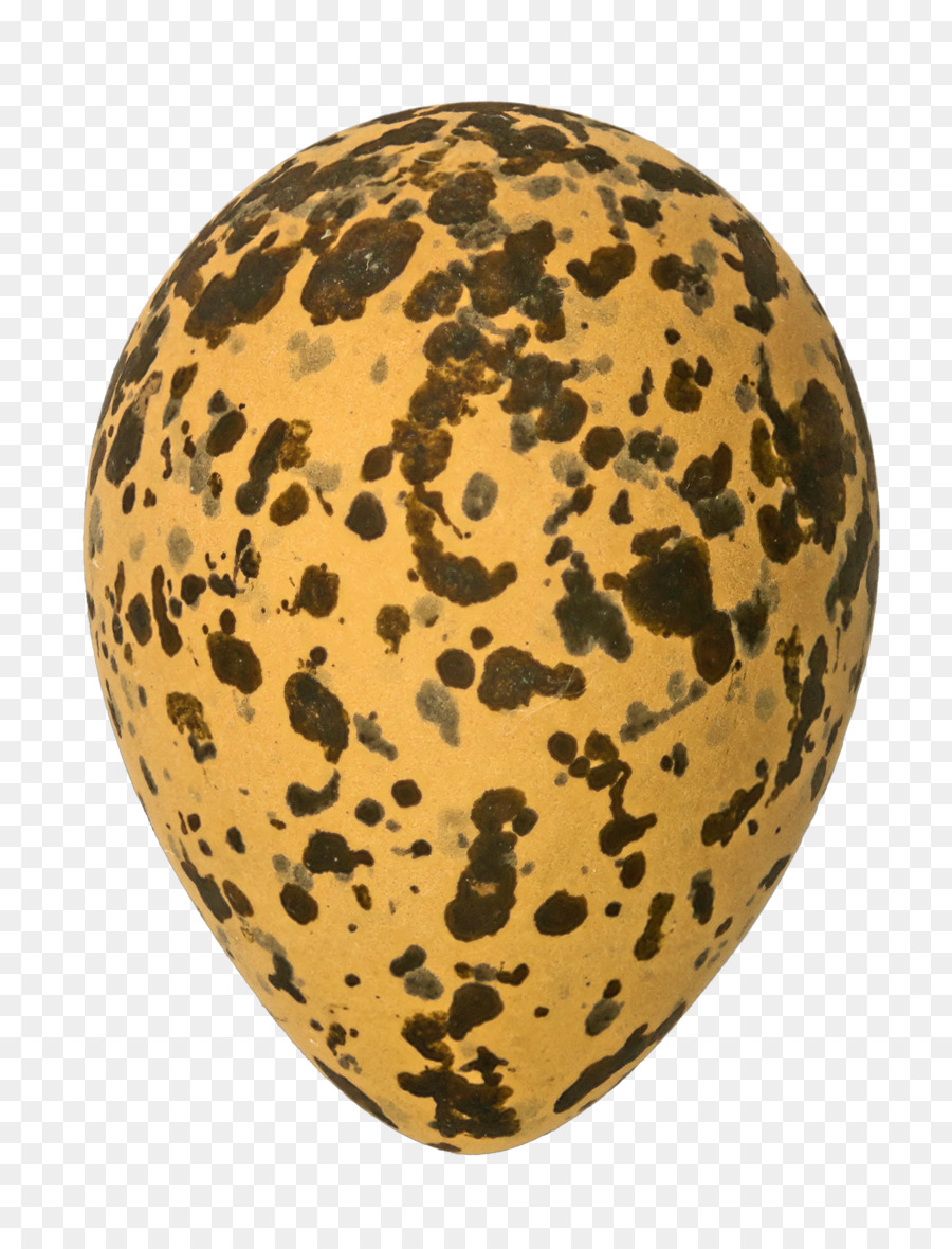 Kuş Yumurtası，Kuş PNG