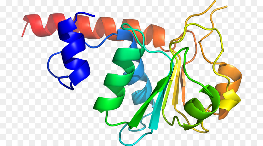 Renkli Protein Yapısı，Protein PNG