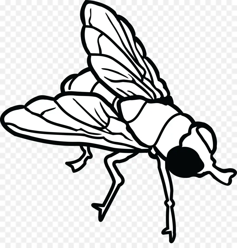 Böcek，Hat Sanatı PNG