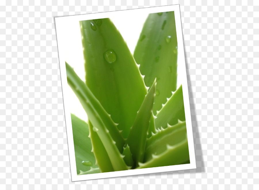 Aloe Vera，Bitki PNG