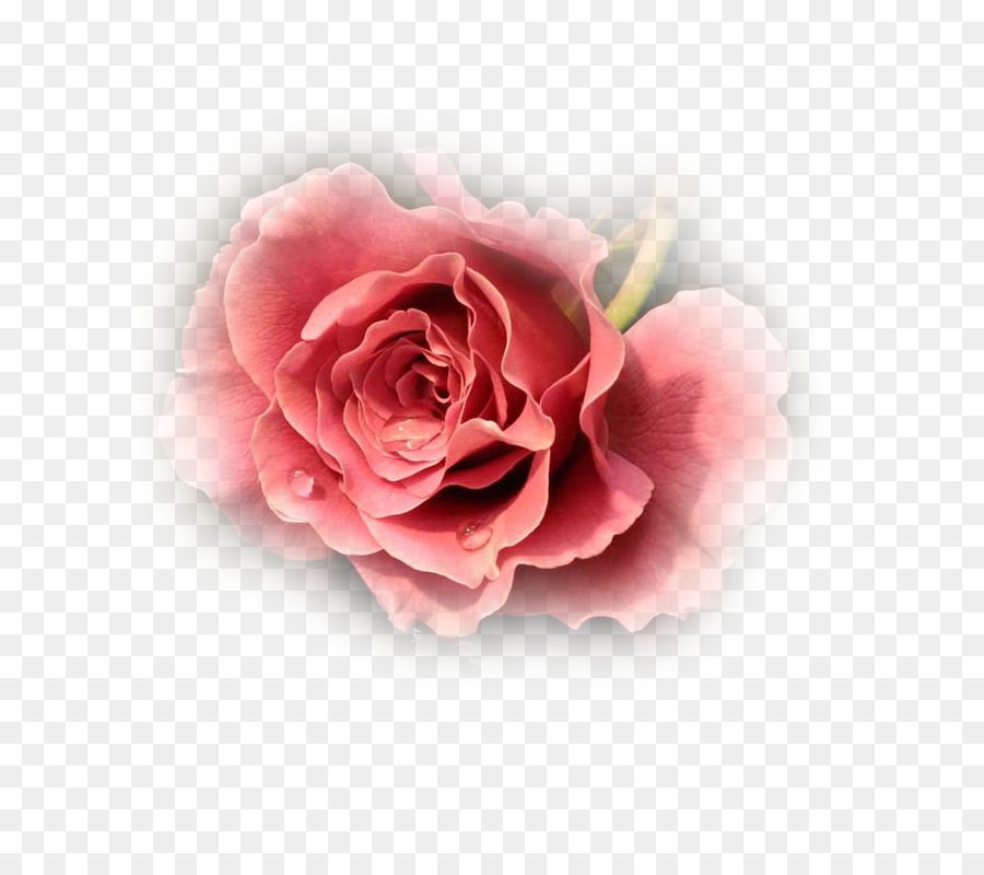 Flower，Rose PNG