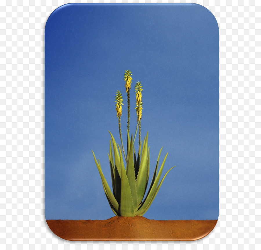 Aloe Vera，Bitki PNG