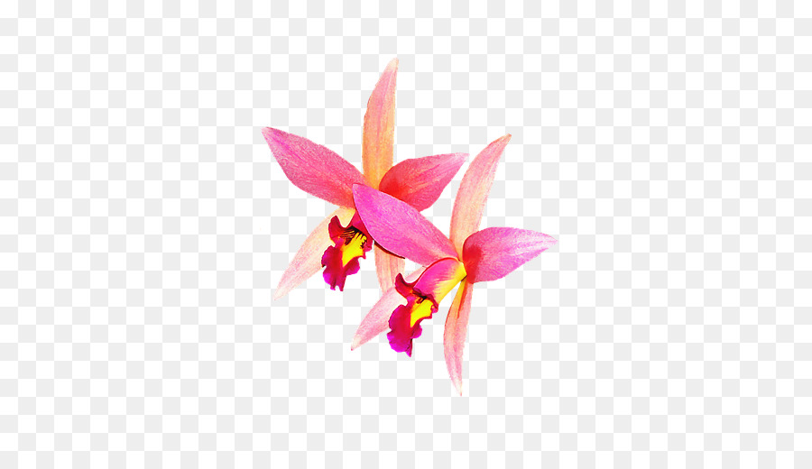 Orkide，Gül PNG