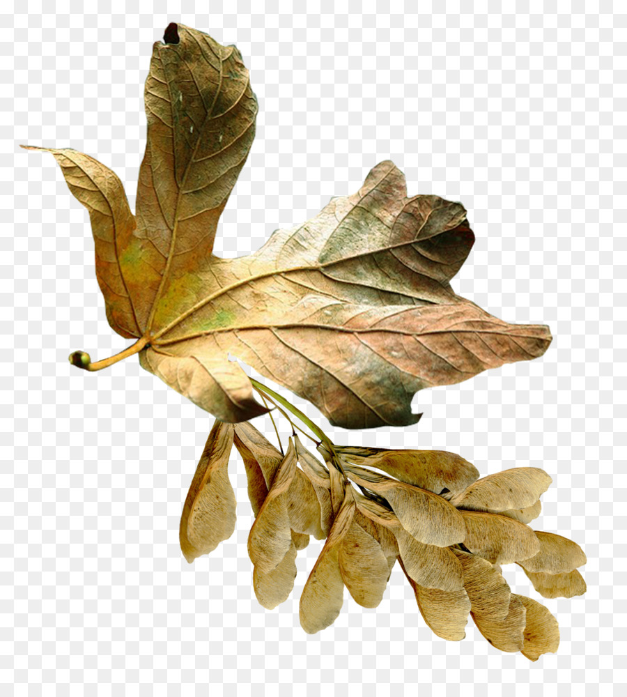 Bitki，Aceraceae PNG