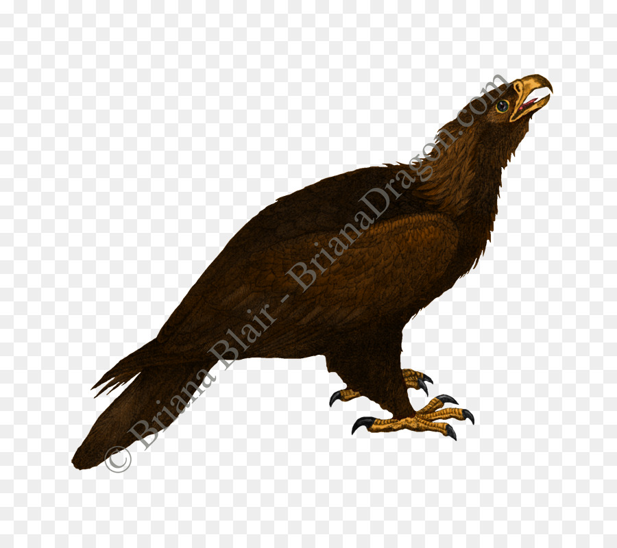 Kuş，Yırtıcı Kuş PNG