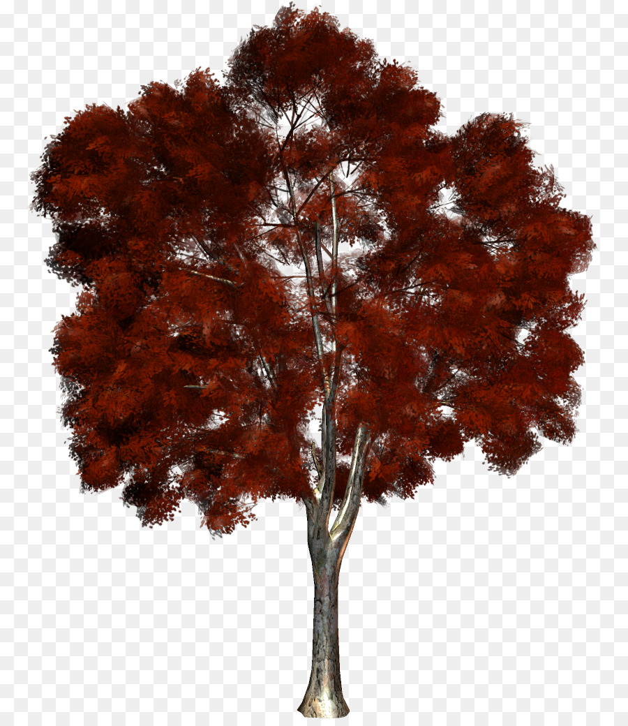 Tree，Autumn PNG