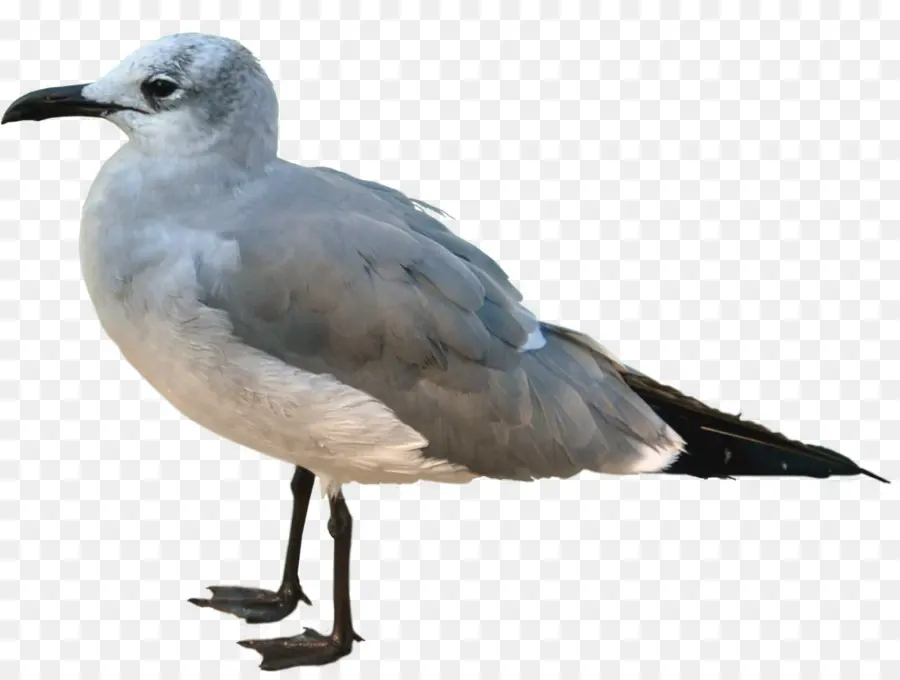 Kuş，Fildişi Martı PNG