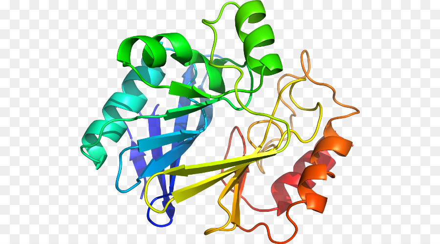 Protein，Molekül PNG