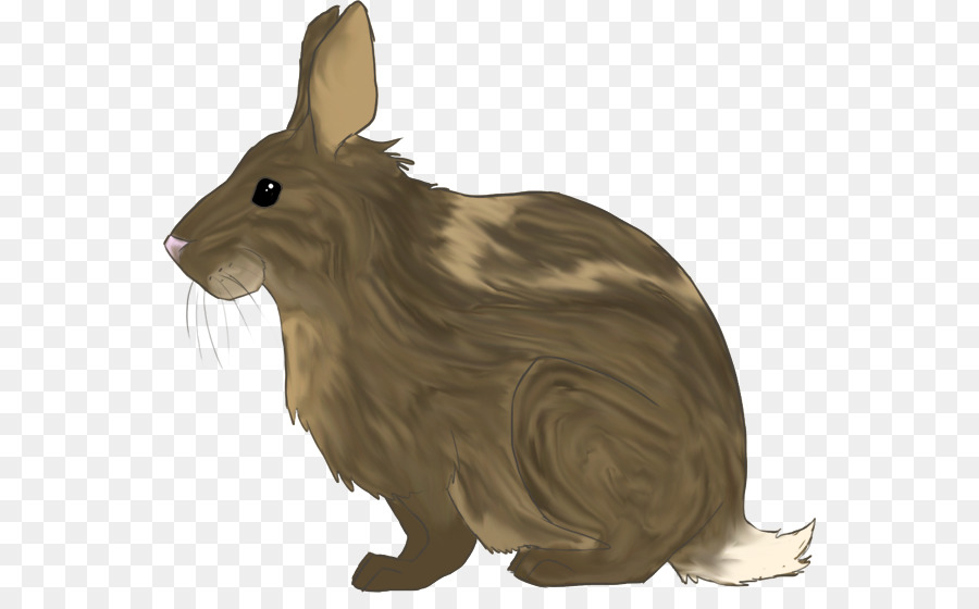 Tavşan，Yerli Tavşan PNG
