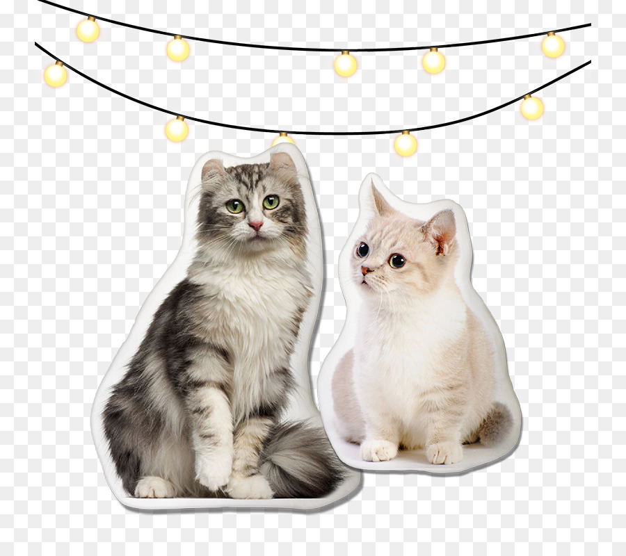 Amerikan Curl，Munchkin Kedi PNG