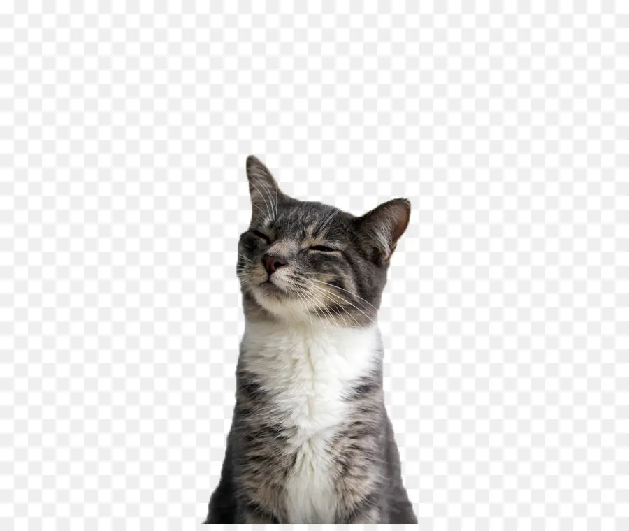 Kedi，Evcil Hayvan PNG