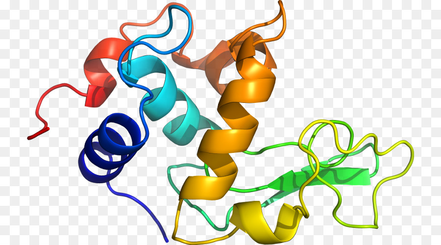 Protein Yapısı，Molekül PNG