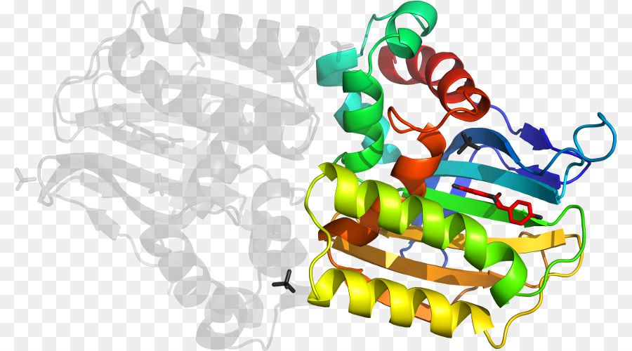 Protein Yapısı，Molekül PNG