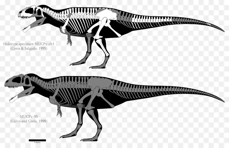 Carcharodontosaurus，Giganotosaurus PNG