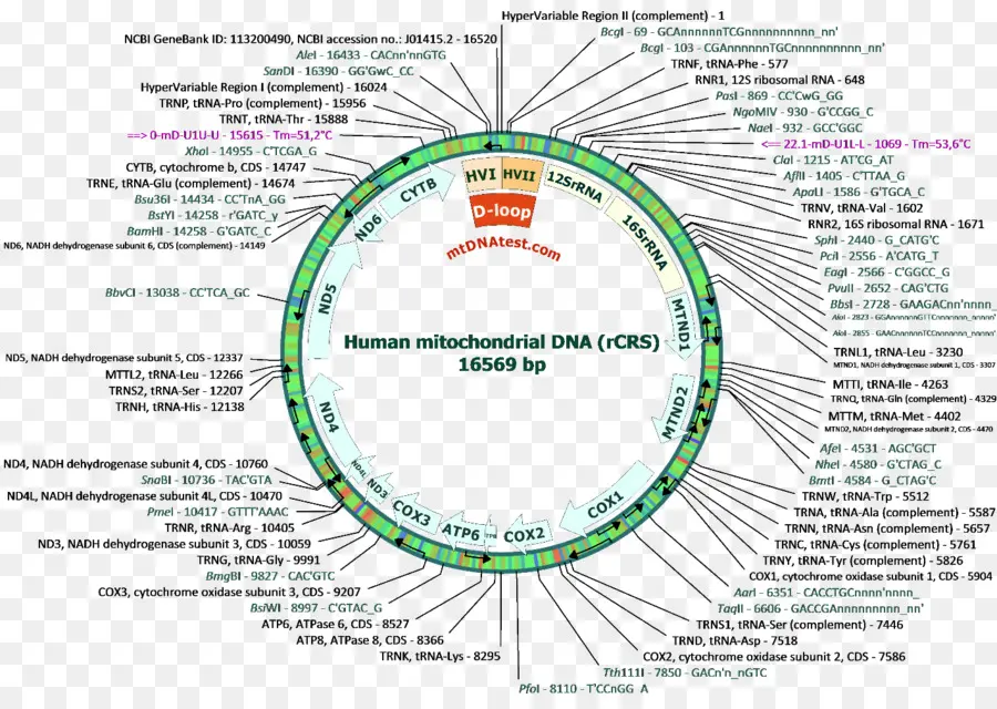 Mitokondriyal Dna，İnsan PNG