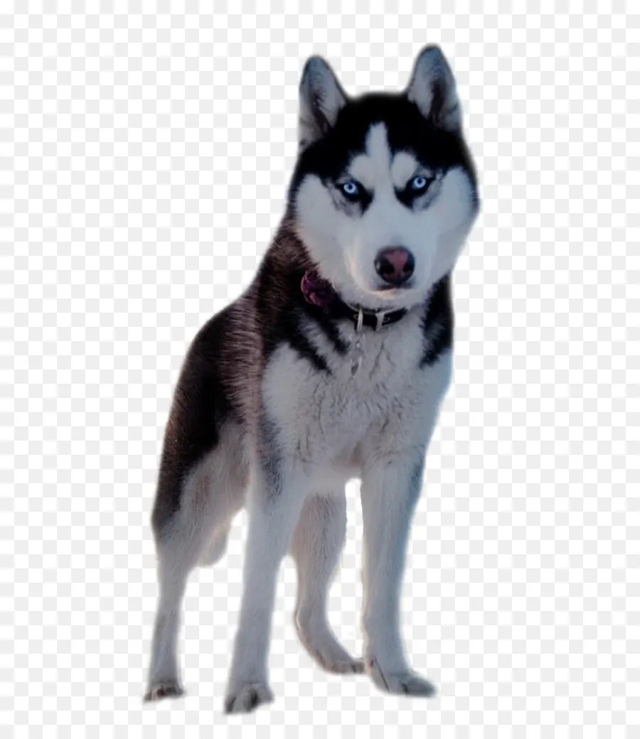 Köpek，Husky PNG