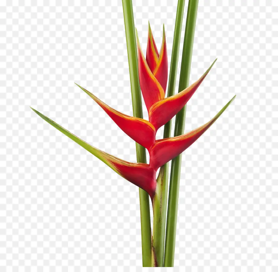 Heliconia Bihai，çiçek PNG