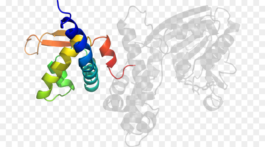 Protein Yapısı，Molekül PNG