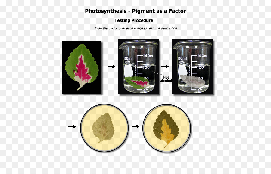 Biyolojik Pigment，Pigment PNG