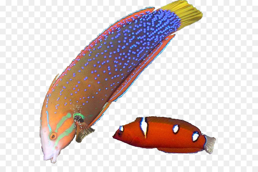 Balık，Balık Yüzgeci PNG