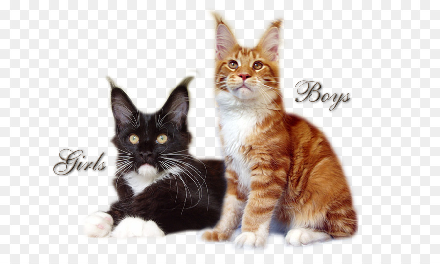 Maine Coon，Amerikan Wirehair PNG