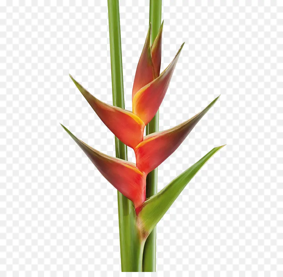 çiçek，Heliconia Bihai PNG