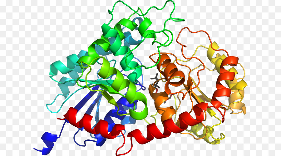 Protein Yapısı，Molekül PNG