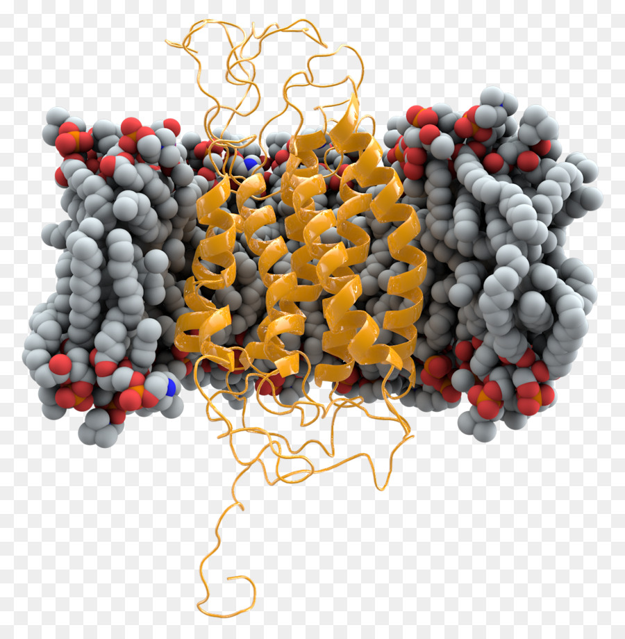 Protein Yapısı，Molekül PNG