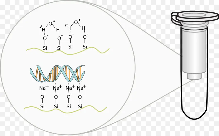 Dna Ekstraksiyonu，Molekül PNG