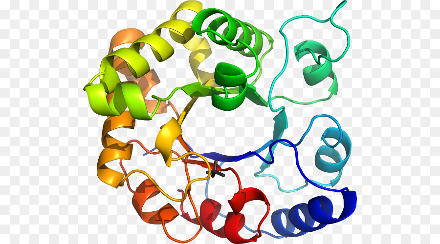 Protein Yapısı，Molekül PNG