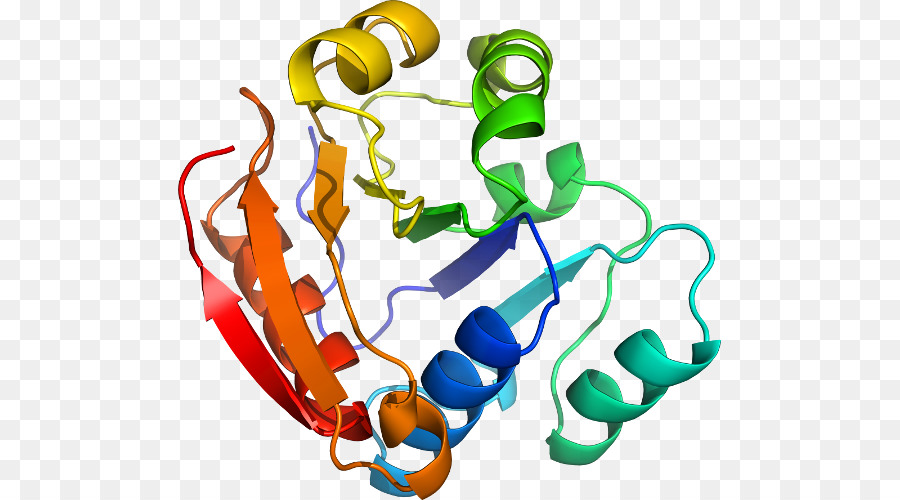 Protein Yapısı，Molekül PNG