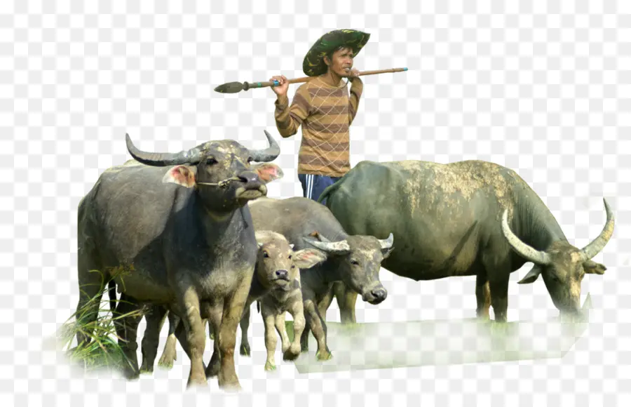 Sığırlar，Murrah Buffalo PNG