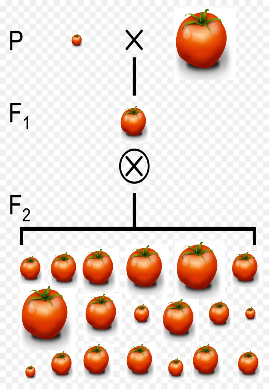 Domates Yetiştiriciliği，Bitki PNG