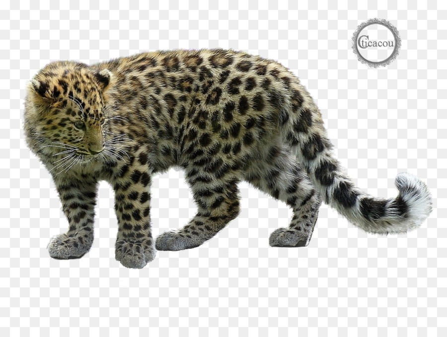 Leopar，Kar Leoparı PNG