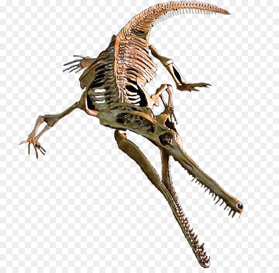 Dinozor İskeleti，Fosil PNG