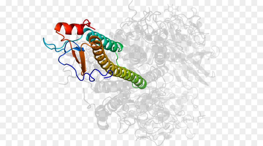 Protein Yapısı，Molekül PNG