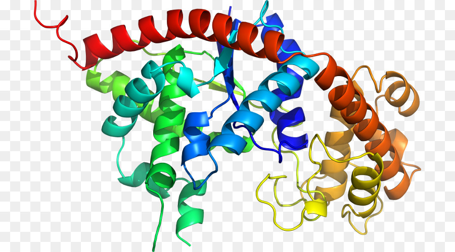 Protein Yapısı，Molekül PNG