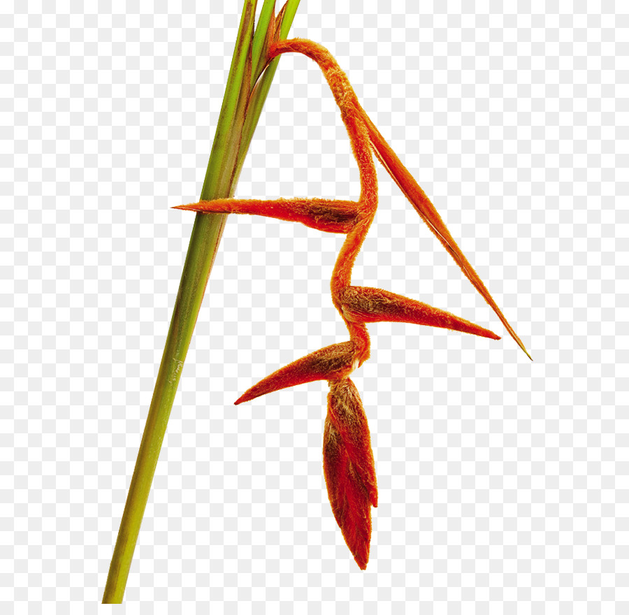 ıstakoz，çiçek PNG