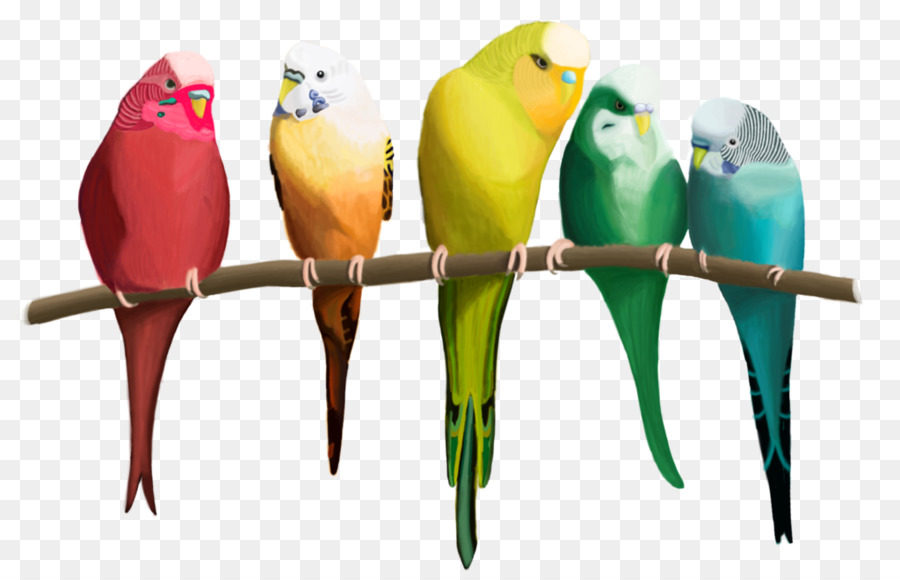 Dalğalı Papağanlar，Papağan PNG