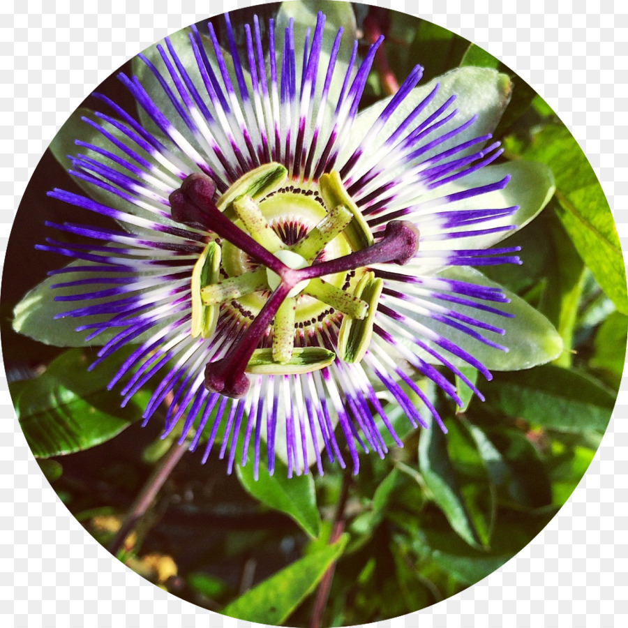 Mor Passionflower，Evrimsel Bitkisellik PNG