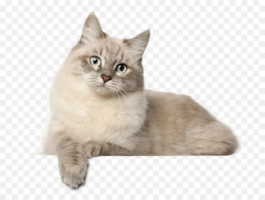 Beyaz Kedi，Kedi PNG