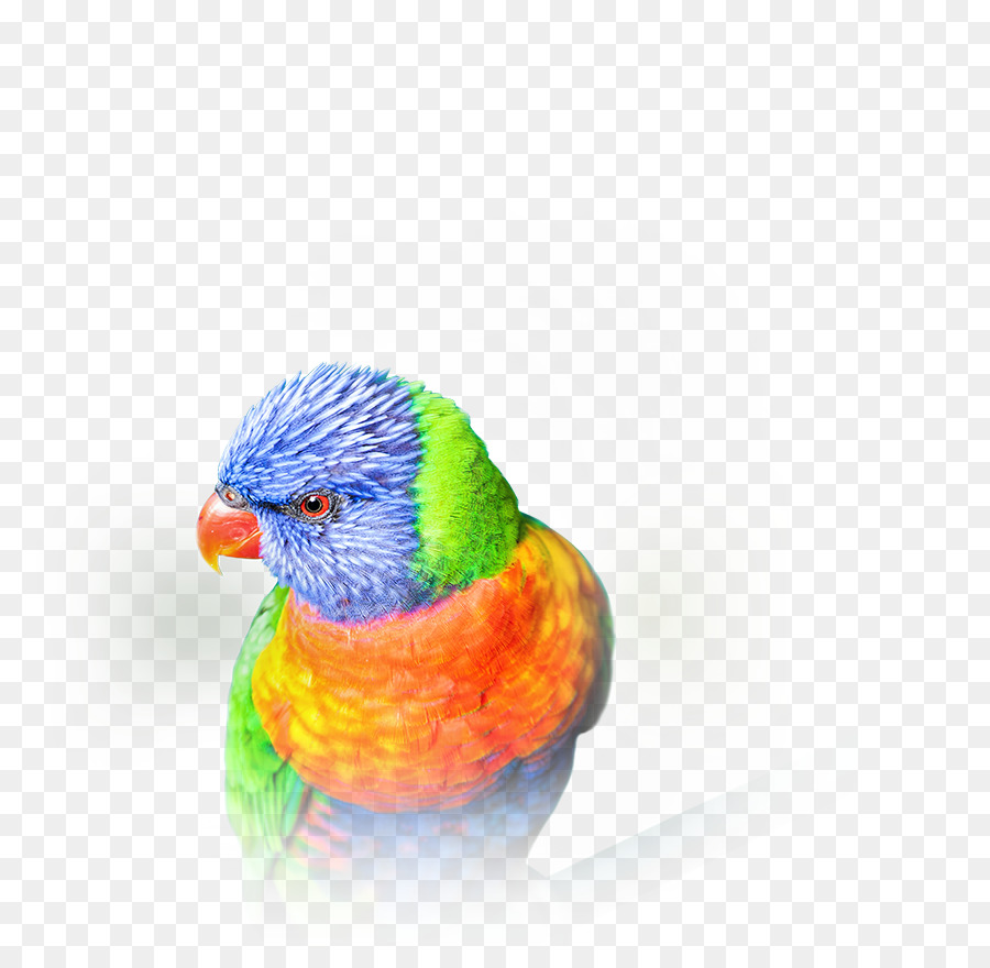 Dalğalı Papağanlar，Netlik ötesinde PNG