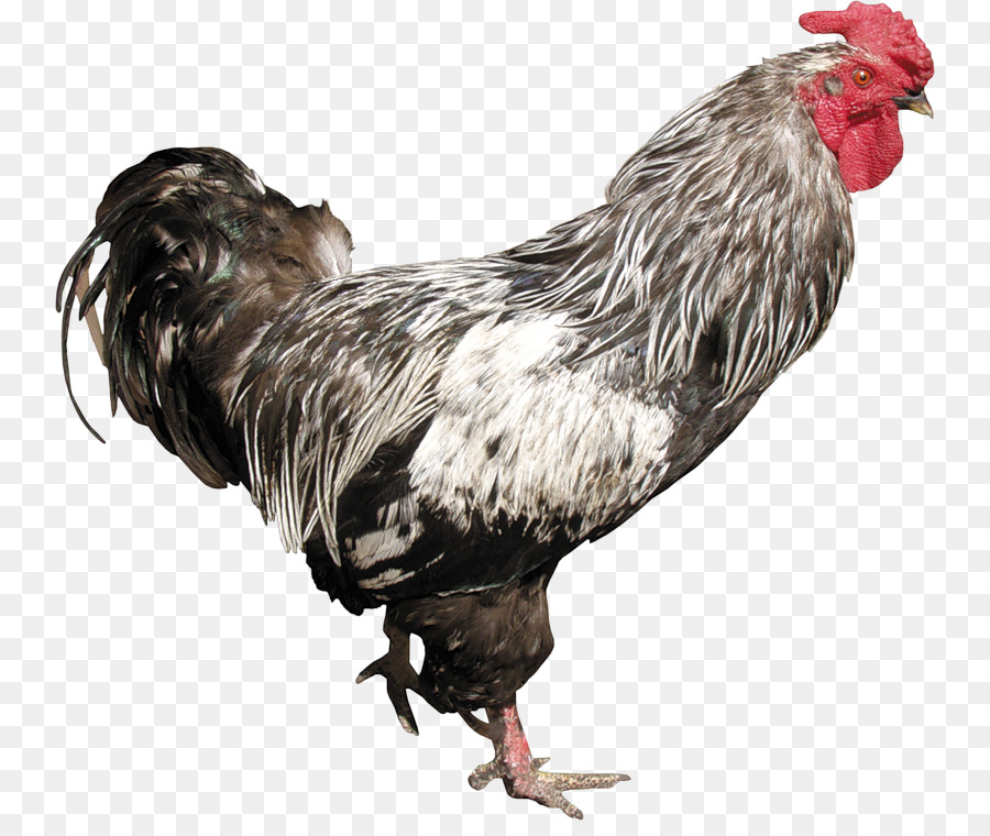 Rooster，Chicken PNG