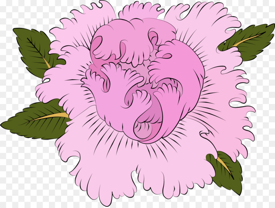 Rosaceae，Kedi PNG