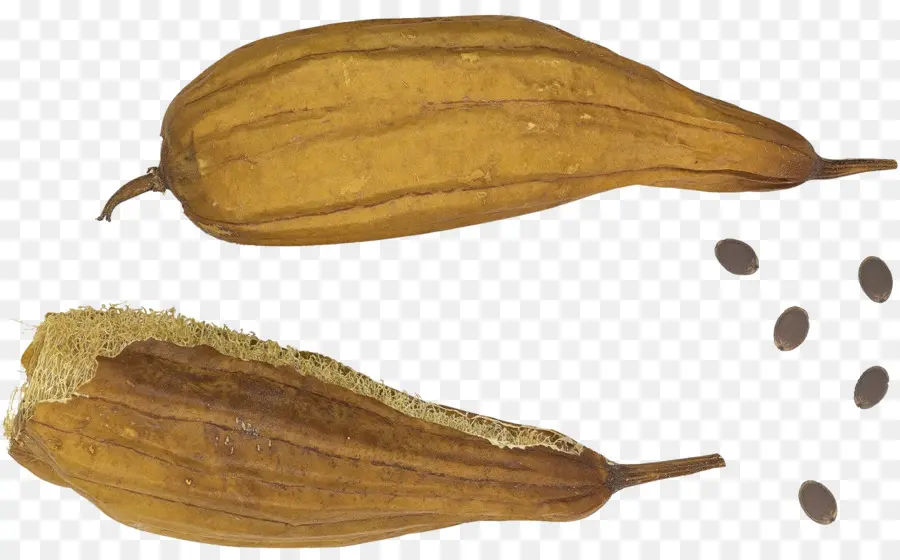 Calabaza，Sünger Kabak PNG